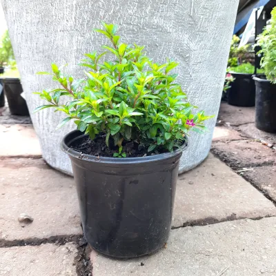 Cuphea Hyssopifolia "Pink Mexican Heather" 15cm