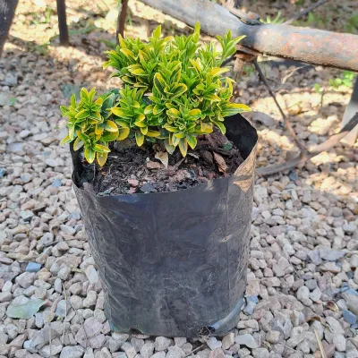 Euonymus Japonicus "Gold Dust Spindle Tree" 4Liter