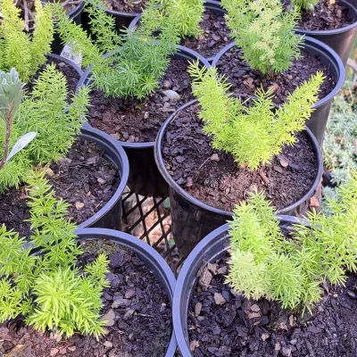 Asparagus Meyerii "Ornamental Asparagus" 15cmPot