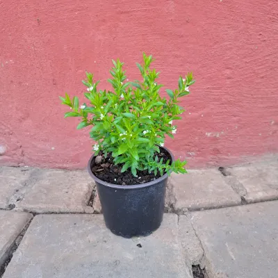Cuphea "Mexican Heather" Mix 4kg