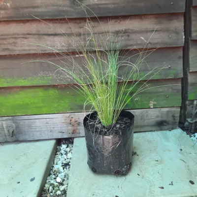 Stippa Tenuissima "Ponytail Grass" 15cm Pot