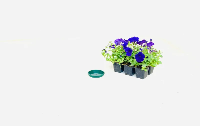 7,5cm Saucer green Width 7.5cm