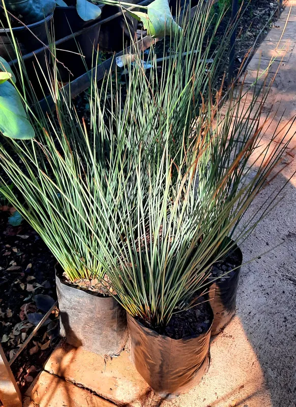 Juncus Inflexus "Blue Dart" 4 liters