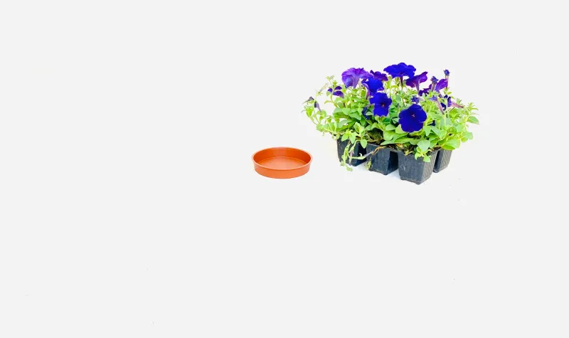12,5cm Saucer Terracotta Width 12.5cm