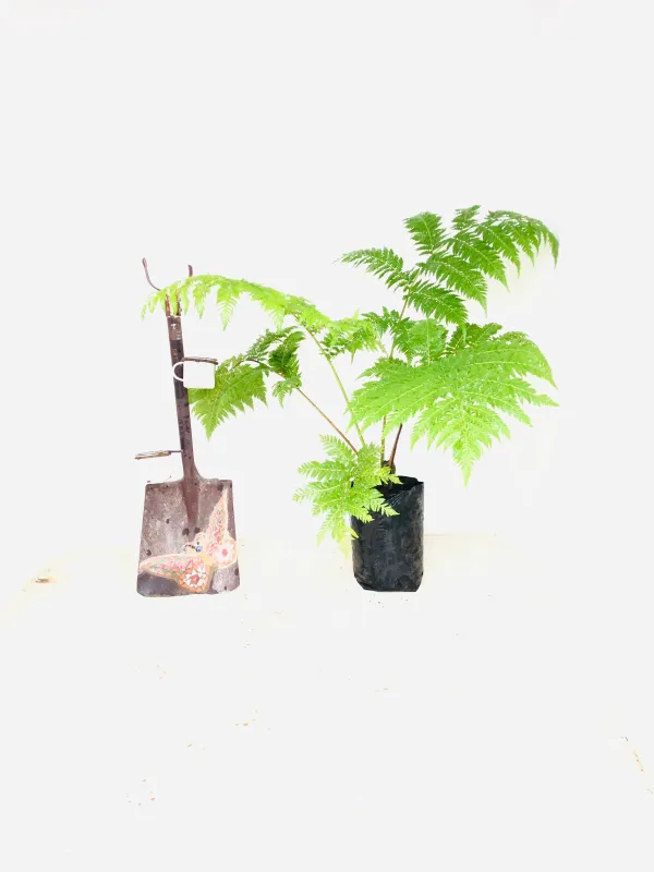 Cyathea Brownii Tree fern 10 Liter