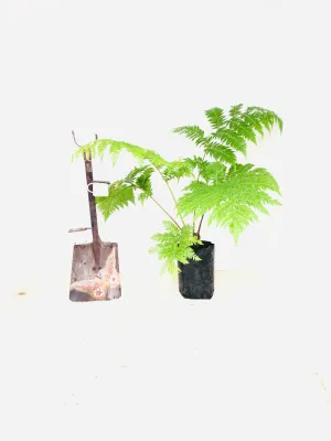 Cyathea Brownii Tree fern 10 Liter