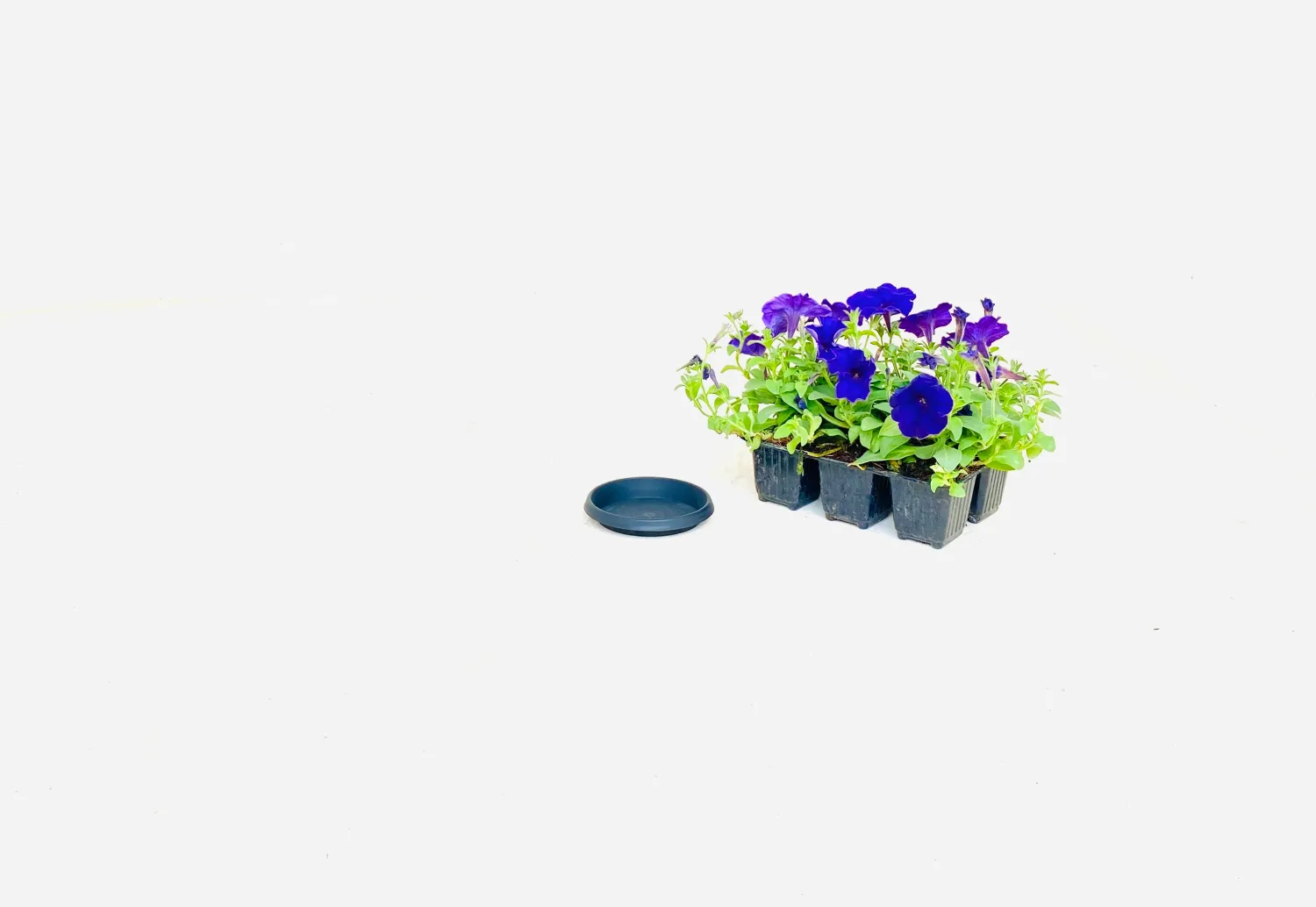 10cm Saucer Black Width 10cm