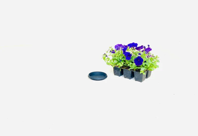 10cm Saucer Black Width 10cm