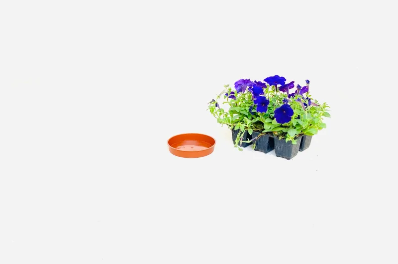 15cm Saucer Terracotta Width 15cm