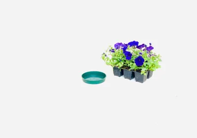 15cm Saucer green Width 15cm