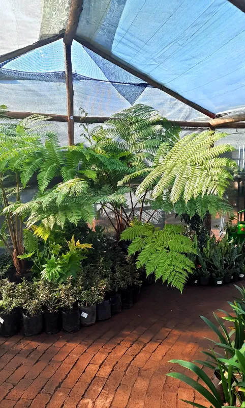 Cyathea Brownii Tree Fern 40 liter