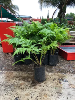 Cyathea Brownii Tree fern 10 Liter