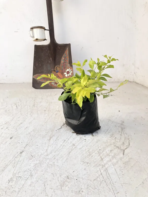 Duranta Gold 2L Landscaping