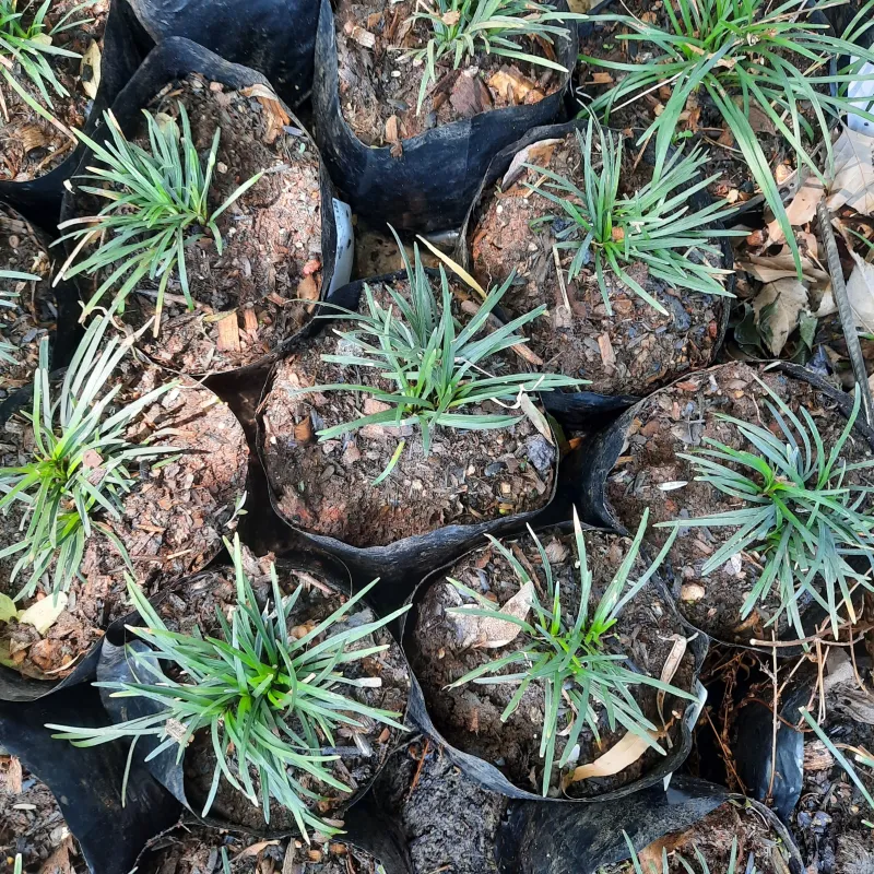 Ophiopogon Japonicus Kyoto Dwarf "Mondo Grass" 0.5Liter