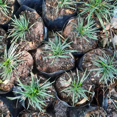 Ophiopogon Japonicus Kyoto Dwarf "Mondo Grass" 0.5Liter