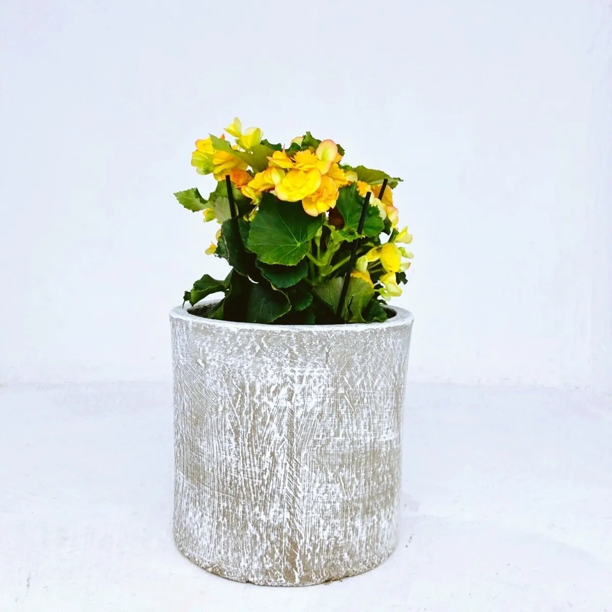 Cylinder Pot Medium Whitewash - H270mm x W280mm - 7kg