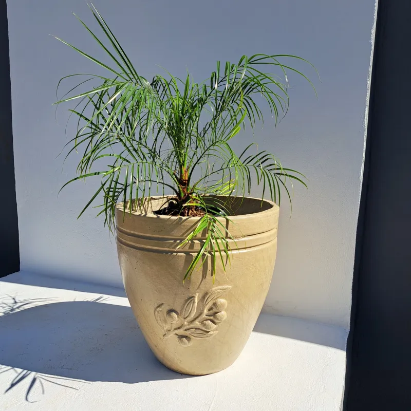 Olive Pot Large Cement Seal Finish - H460mm - 20kg