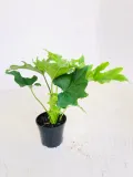 Philodendron Hope  14cm Pot