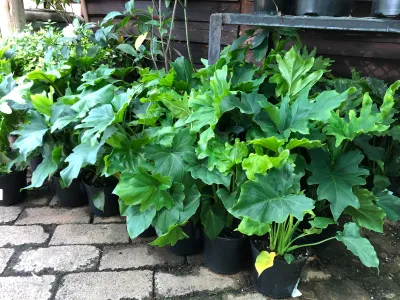 Philodendron Hope "Climbing Heartleaf" 14cmPot