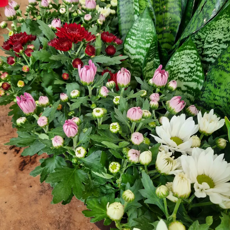 Chrysanthemum x Morifolium "Mixed Colours" 14cmPot