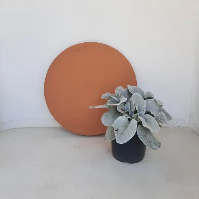 Round Stepping Stone EXTRA LARGE Soft Tan - 585x60mm - 39kg