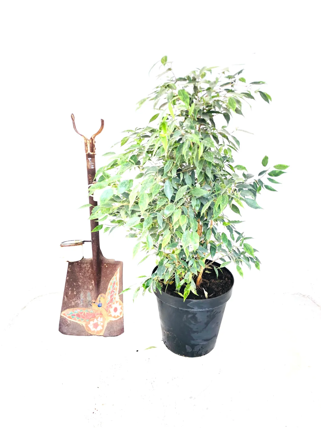 Ficus Lemon Lime Bush 25cm Pot