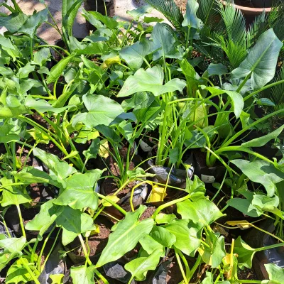 Arum Lily &quot;Varkore&quot; 4 liter