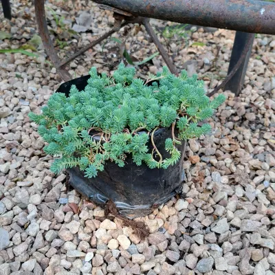 Sedum Rupestre "Sedum Grey" 2Liter