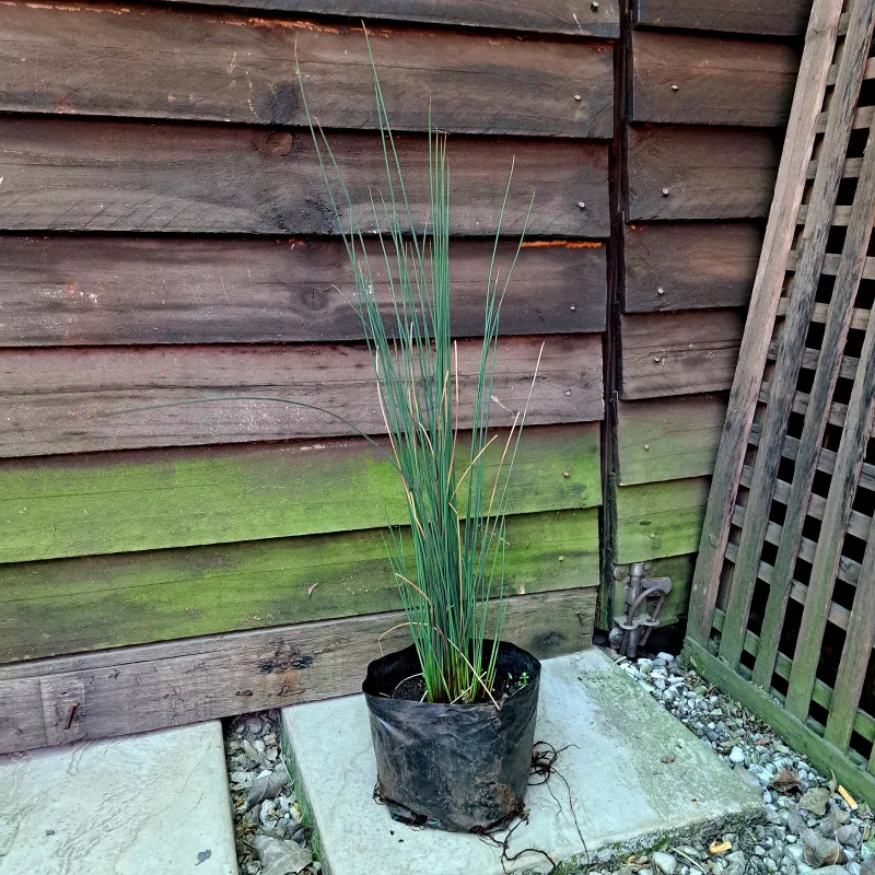 Juncus Inflexus "Blue Dart" 4 liters