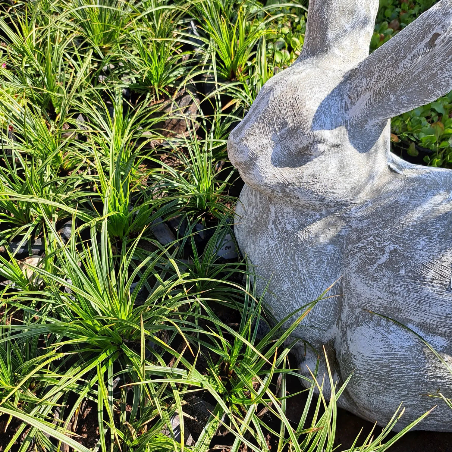 Carex Morrowii Green 2L