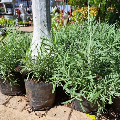 Lavandula &quot;Lavender&quot; Margaret Roberts