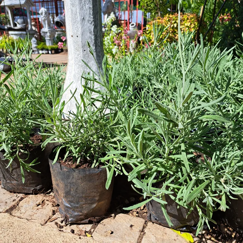Lavandula Angustifolia "Margaret Roberts Lavender"