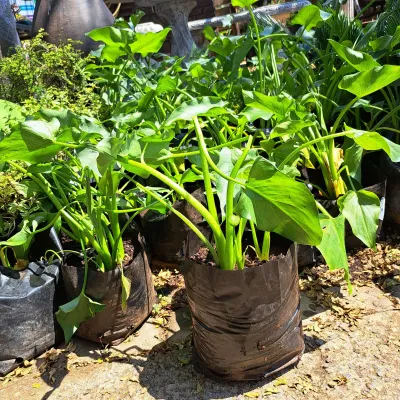 Zantedeschia Arum Lily "Varkore" 4Liter