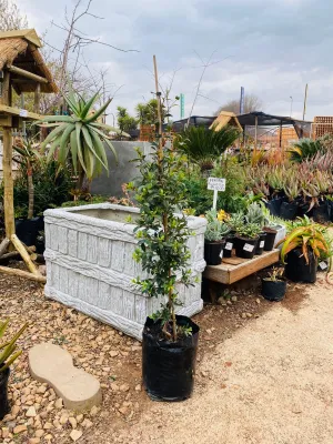 Syzigium Paniculatum Staked "Australian Brush Cherry" 10Liter 1.3 meter  tall