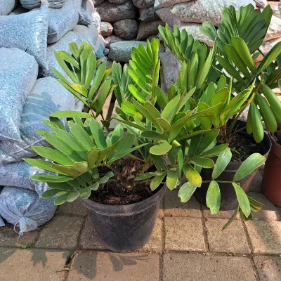 Zamia 35cm Pot