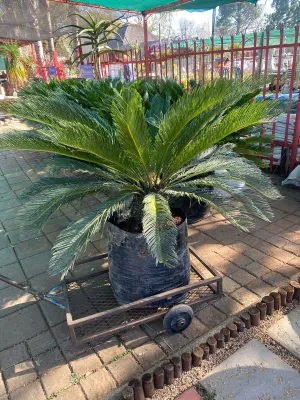 Cycas Revoluta 80 Liter