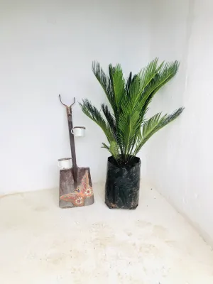 Cycas Revoluta 20 liter plants H1100mm