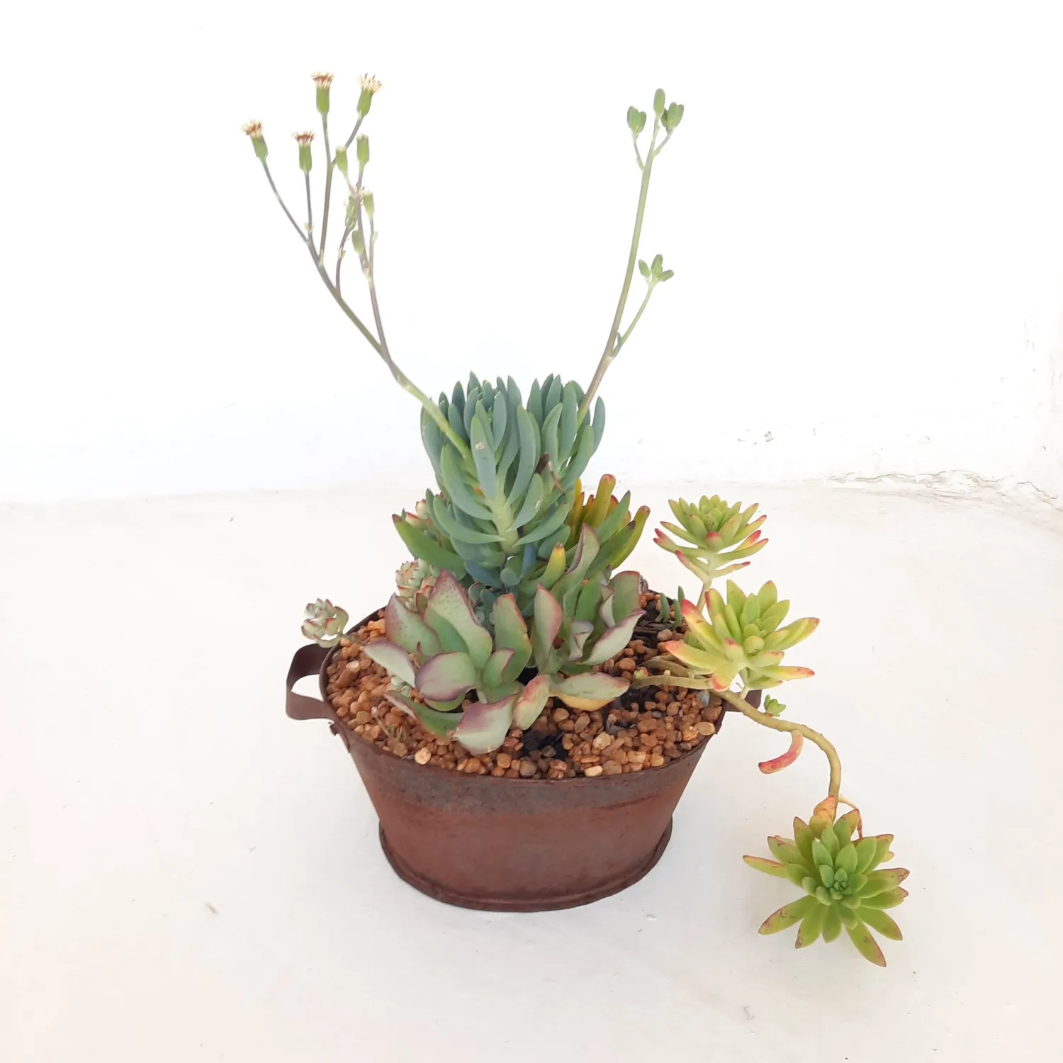 Tin Sinkbad with Succulent Mix