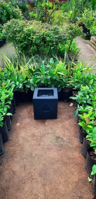 Ground Square Black Pot Medium  - H300mm x W300mm