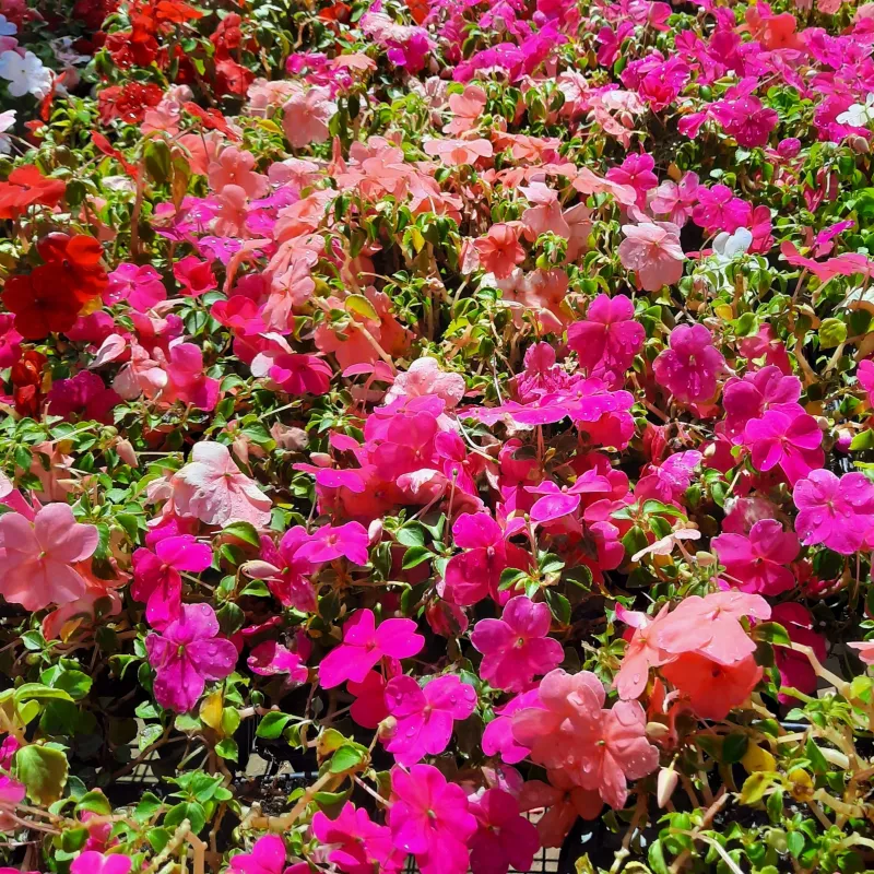 Impatiens Beacon Mixed Colours Seedlings 6 Pack