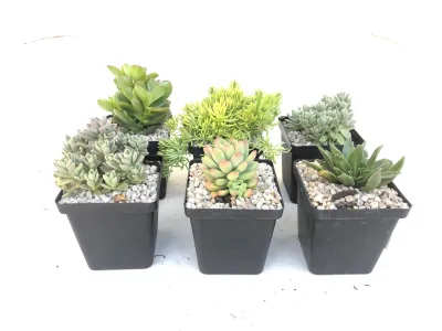 Succulent Assorted Mix 10cmPot