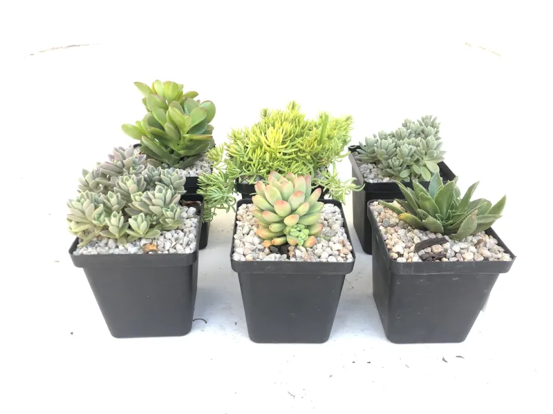 Succulent Assorted Mix 10cmPot