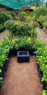 Ground Square Black Pot Small - H250mm x W300mm
