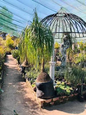 Ponytail Large Palms 80 liters