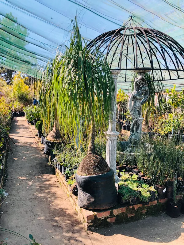 Ponytail Large Palms 80 liters