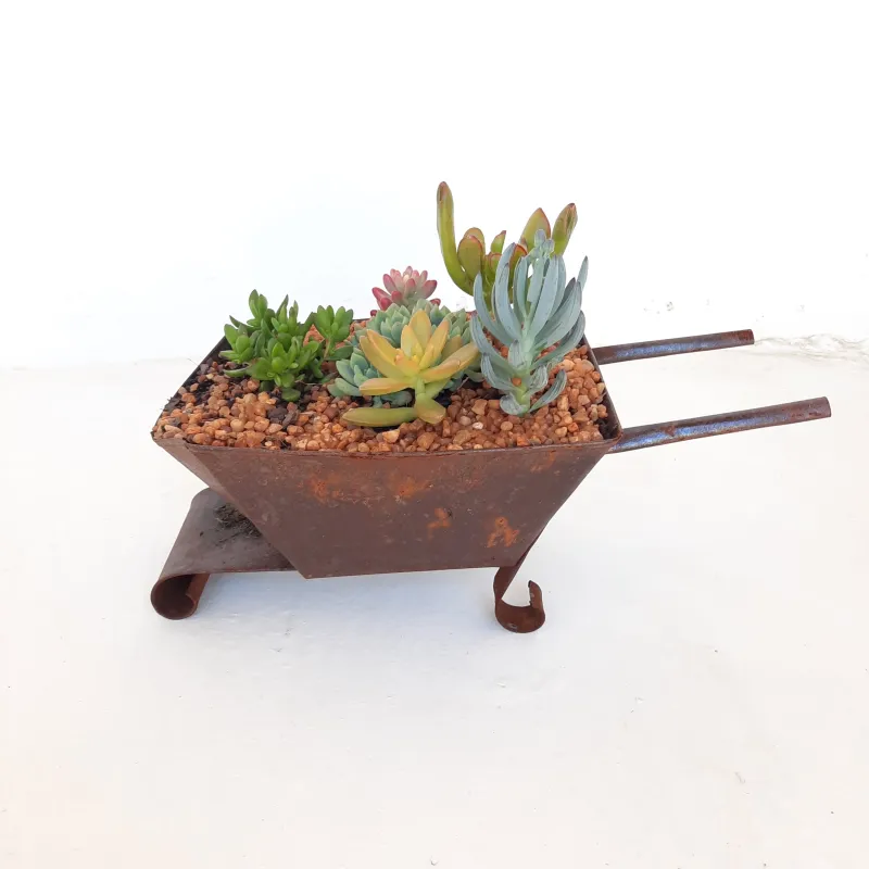 Tin Wheelbarrow with Succulent Mix