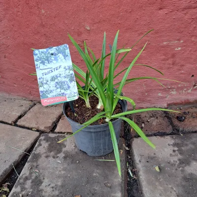 Agapanthus Twister Var 19cm Pot