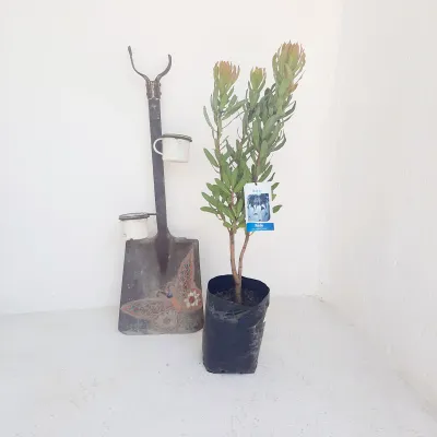 Protea "Niobe" 5Liter