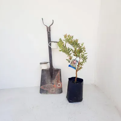 Protea Leucadendron &quot;Jester&quot; 5L