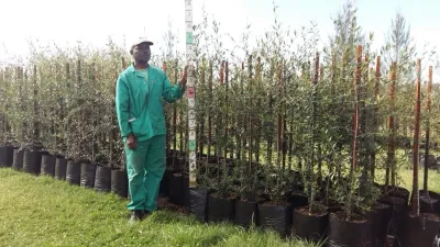Olea Europaea Subsp. Africana / Wild Olive 20L